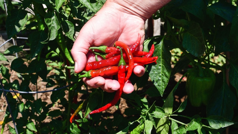 Giá ớt hôm nay 23/05/2024 cập nhật mới nhất