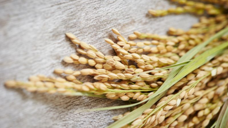 Giá gạo hôm nay 23/5