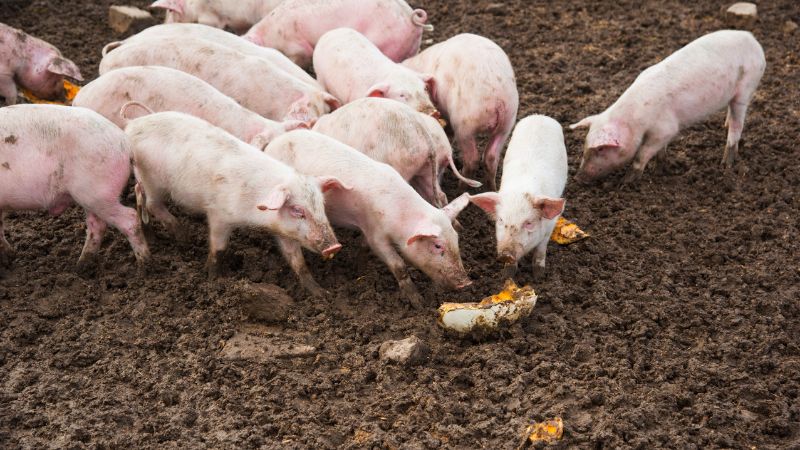 Giá heo hơi hôm nay 23/05 tại miền Bắc Giá heo hơi hôm nay 23/05 tại miền Bắc