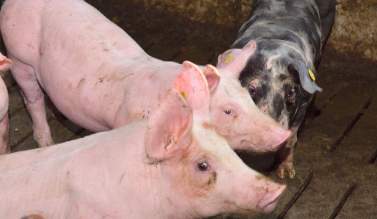 Giá heo hơi hôm nay 23/05: Tăng cao nhất 2.000 đồng/kg