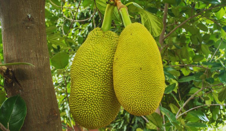 Giá mít Thái hôm nay 23/5/2024: Đi ngang tiếp tục