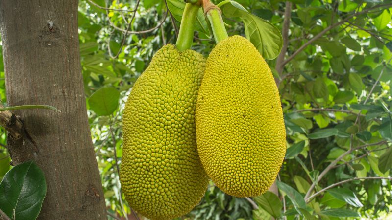 Giá mít Thái hôm nay 23/5 Giá mít Thái hôm nay 23/5