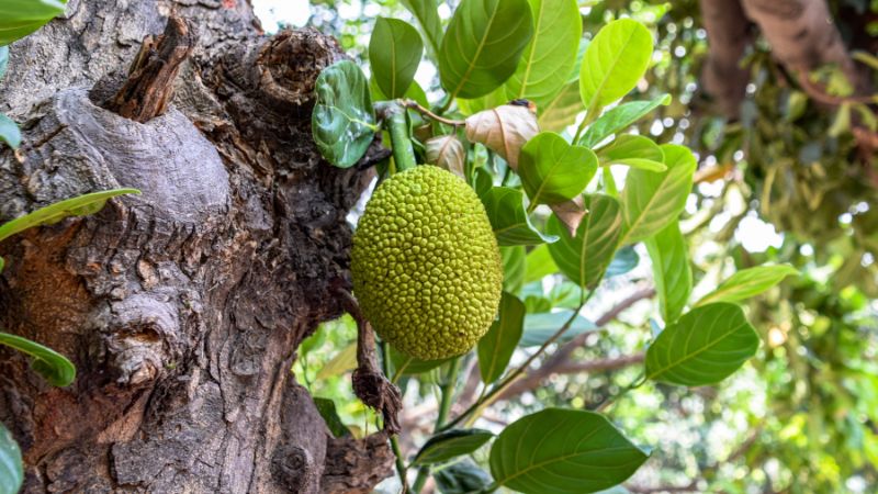 Nhược điểm làm cây mít lùn ở miền Tây Nhược điểm làm cây mít lùn ở miền Tây