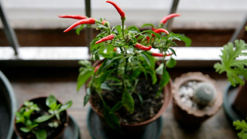 Giá ớt hôm nay 24/05/2024 mới nhất