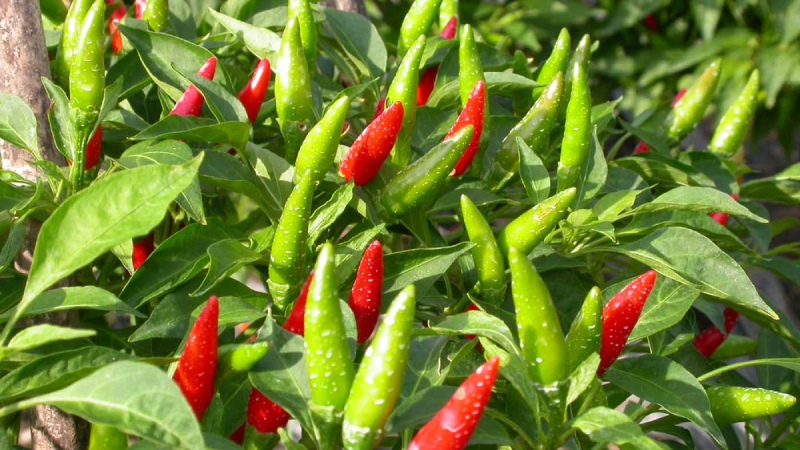 Giá ớt hôm nay 24/05/2024 cập nhật mới nhất