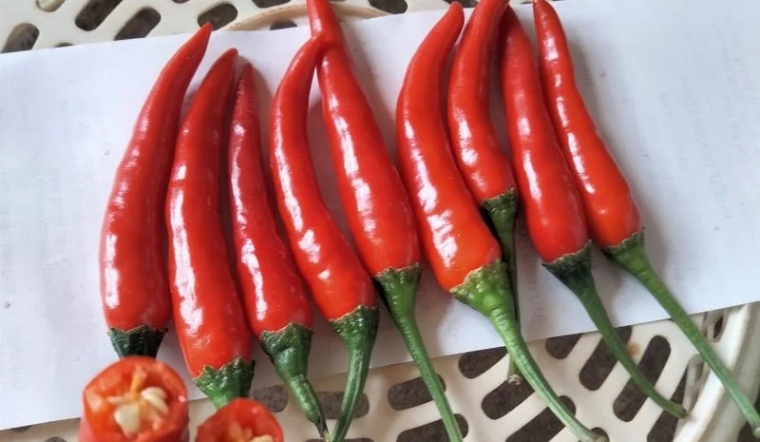 Giá ớt hôm nay 24/05/2024: Duy trì mức ổn định