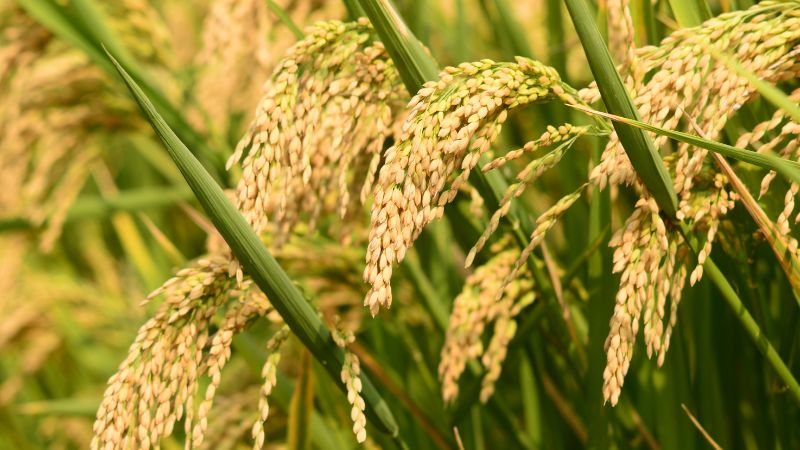 Giá gạo hôm nay 24/5