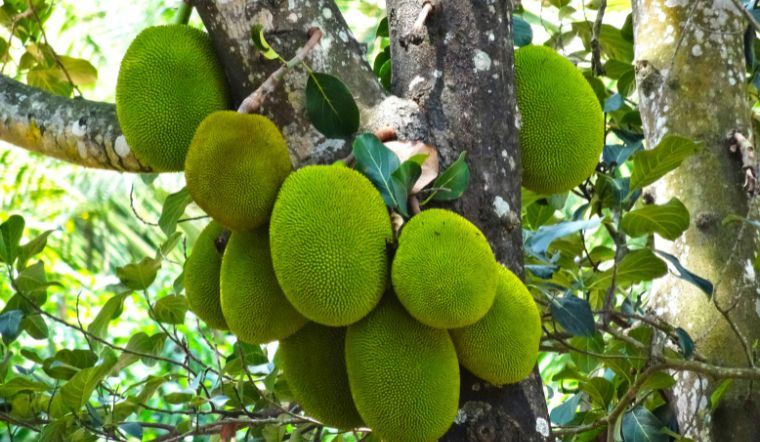 Giá mít Thái hôm nay 24/5/2024: Giá đi xuống