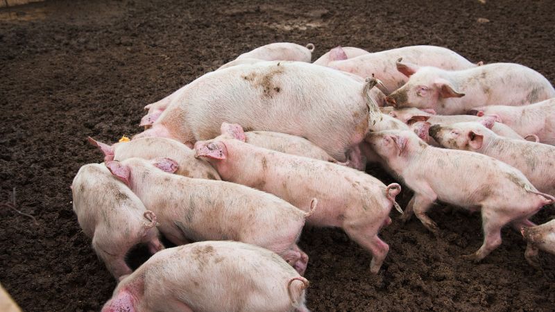 Giá heo hơi hôm nay 24/05 tại miền Bắc Giá heo hơi hôm nay 24/05 tại miền Bắc