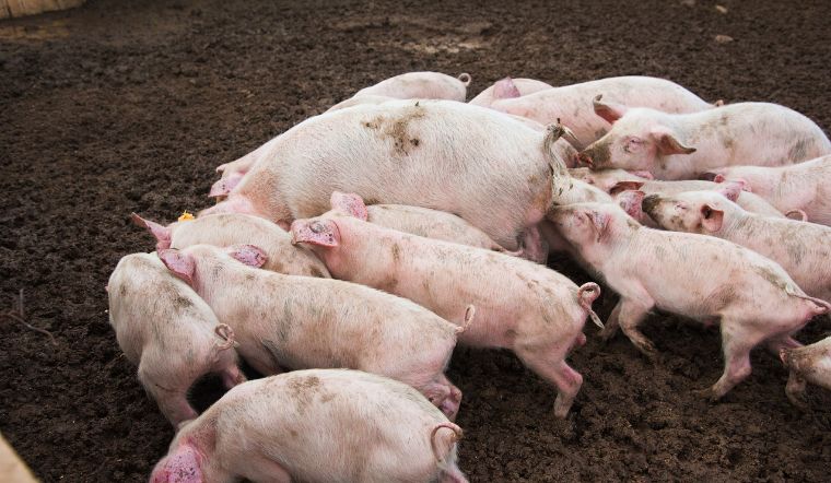 Giá heo hơi hôm nay 24/05: Giữ đà tăng 1.000 đồng/kg