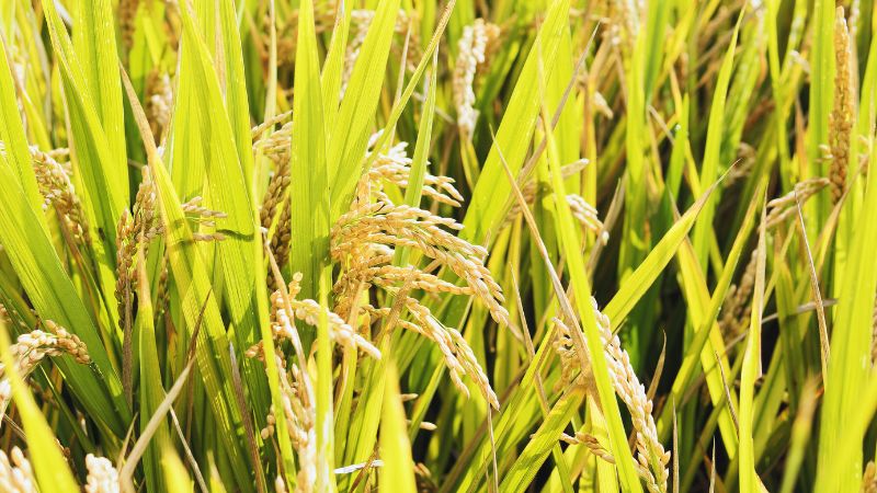 Giá gạo hôm nay 25/5