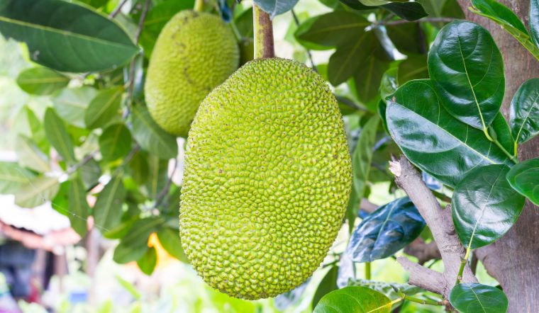 Giá mít Thái hôm nay 25/5/2024: Không có thay đổi