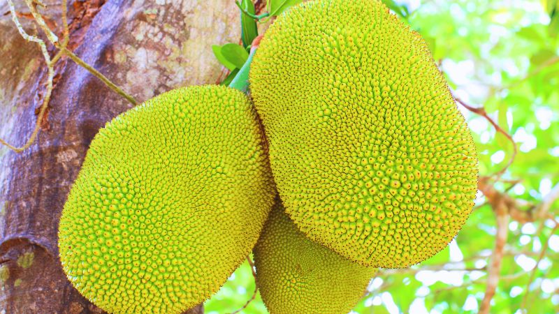 Giá mít Thái hôm nay 25/5