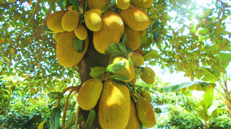 Vì sao cây mít Thái chết hàng loạt?