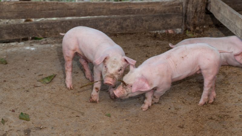 Giá heo hơi hôm nay 25/05 tại miền Trung, Tây Nguyên Giá heo hơi hôm nay 25/05 tại miền Trung, Tây Nguyên