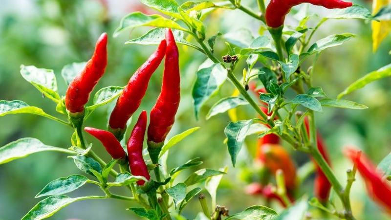 Giá ớt hôm nay 27/05/2024