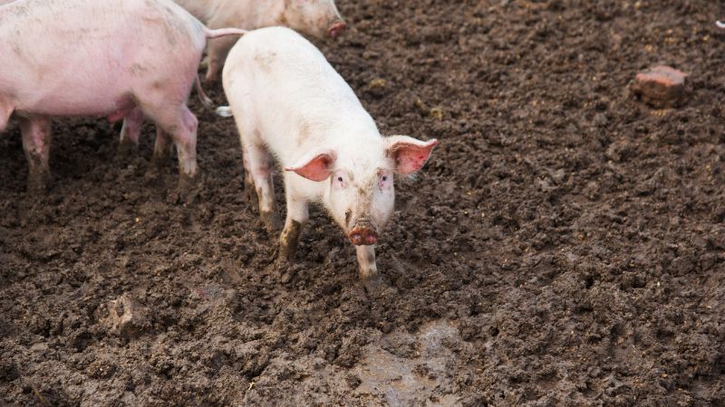 Giá heo hơi hôm nay 27/05 tại miền Bắc