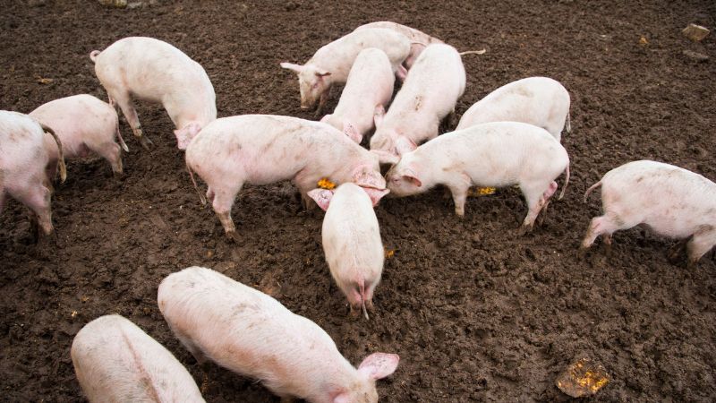 Giá heo hơi hôm nay 27/05 tại miền Nam