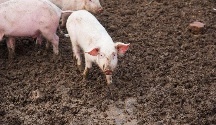 Giá heo hơi hôm nay 27/05: Tiếp đà tăng đầu tuần