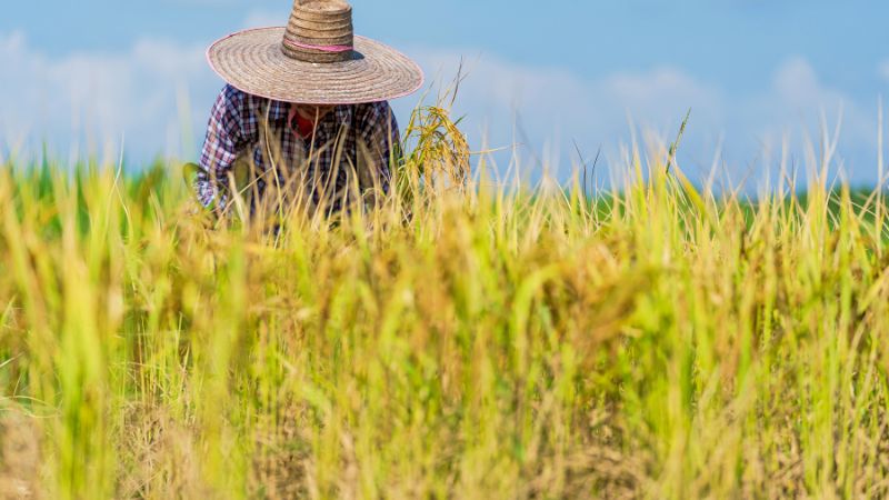 Giá lúa hôm nay 27/5