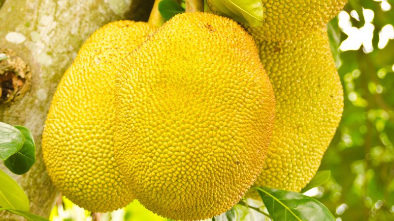 Giá mít Thái hôm nay 27/5