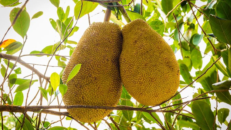 Nguyên nhân tình trạng mít thối trái phải cắt bỏ