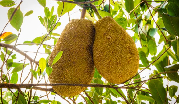 Giá mít Thái hôm nay 27/5/2024: Mít Nhất giảm nhẹ