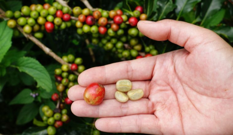 Giá cà phê hôm nay 27/05/2024: Đồng loạt tăng 700 đồng/kg