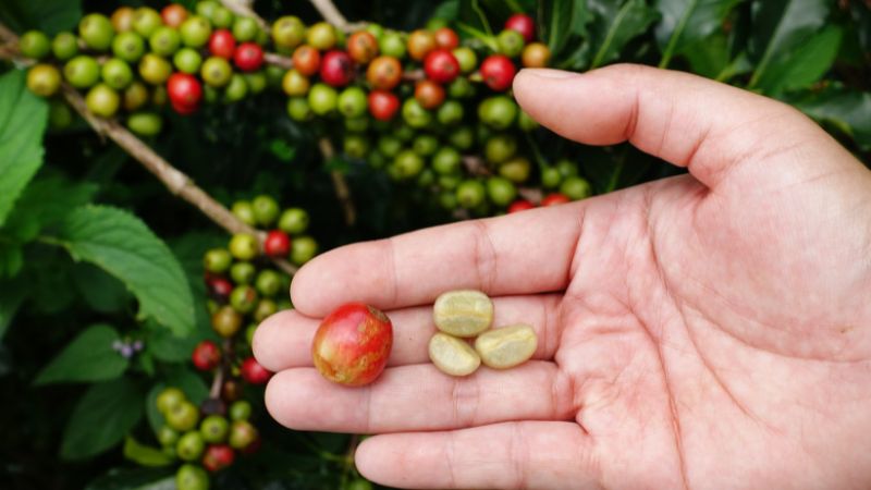 Giá cà phê Robusta giao dịch tại London
