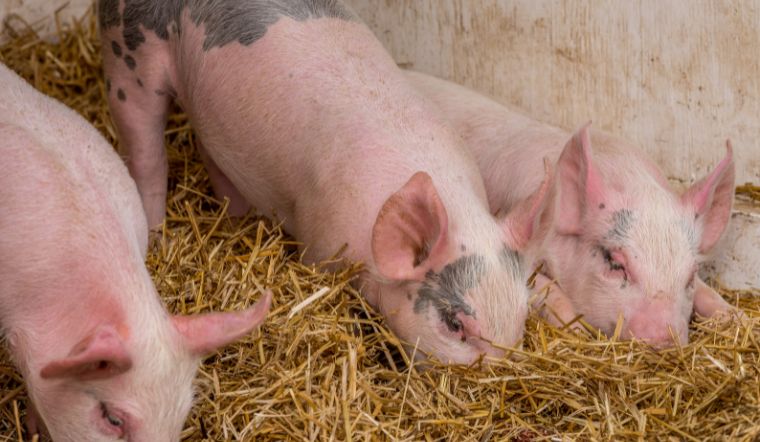 Giá heo hơi hôm nay 28/05: Tăng - giảm tại một số địa phương