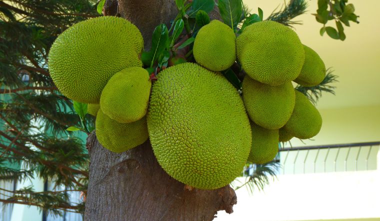 Giá mít Thái hôm nay 28/5/2024: Giá đi ngang