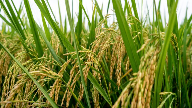 Giá lúa hôm nay 29/5