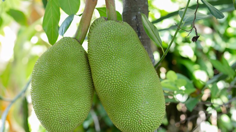 Cách làm nhánh cái cây mít Thái mau lớn, nuôi trái to tròn Cách làm nhánh cái cây mít Thái mau lớn, nuôi trái to tròn