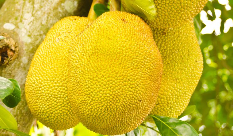 Giá mít Thái hôm nay 29/5/2024: Mít Nhất tiếp tục giảm