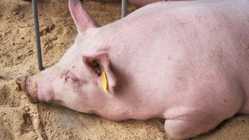 Giá heo hơi hôm nay 29/05 tại miền Bắc