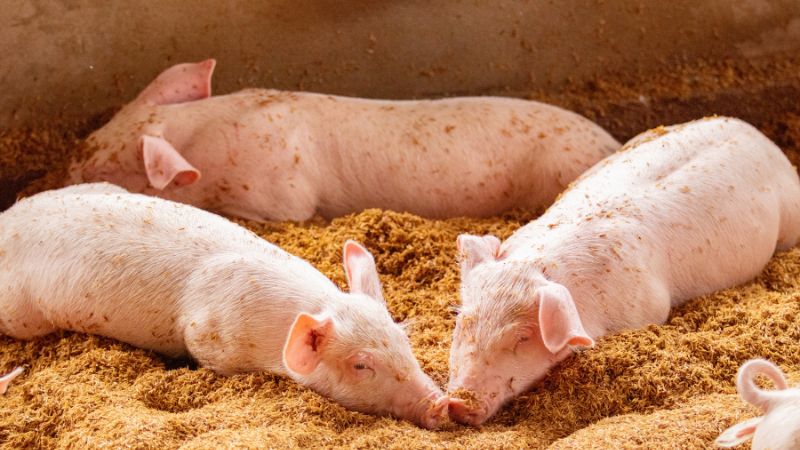 Giá heo hơi hôm nay 29/05 tại miền Trung, Tây Nguyên