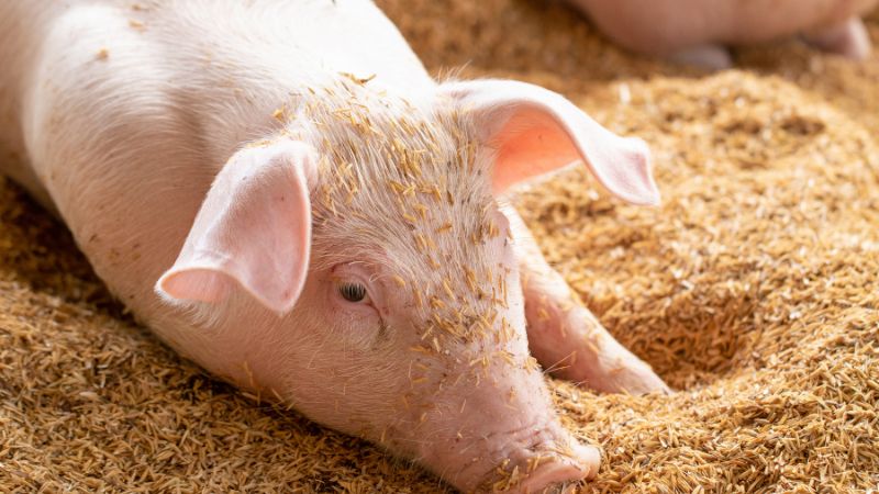 Giá heo hơi hôm nay 29/05 tại miền Nam