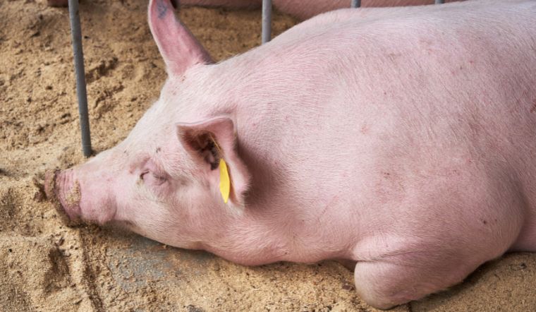 Giá heo hơi hôm nay 29/05: Giữ đà tăng, cao nhất 2.000 đồng/kg