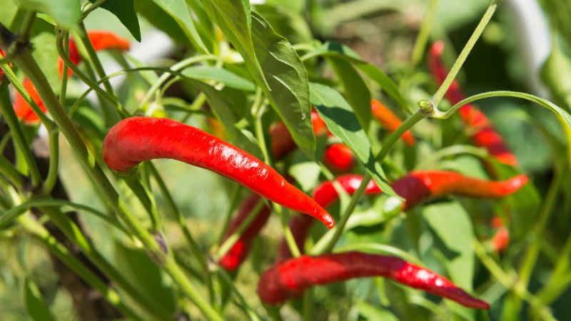 Giá ớt hôm nay 29/05/2024 mới nhất Giá ớt hôm nay 29/05/2024 mới nhất