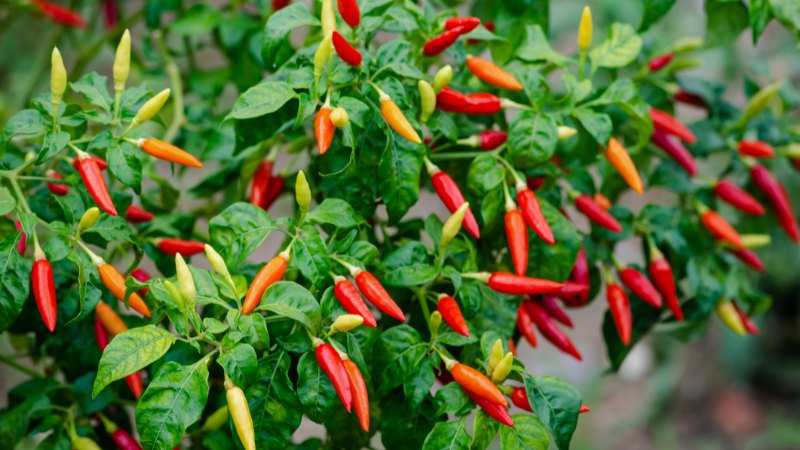 Giá ớt hôm nay 29/05/2024 Giá ớt hôm nay 29/05/2024