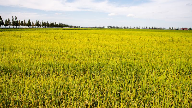 Giá lúa hôm nay 30/5