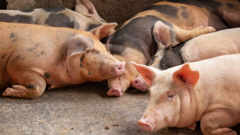 Giá heo hơi hôm nay 30/05 tại miền Nam