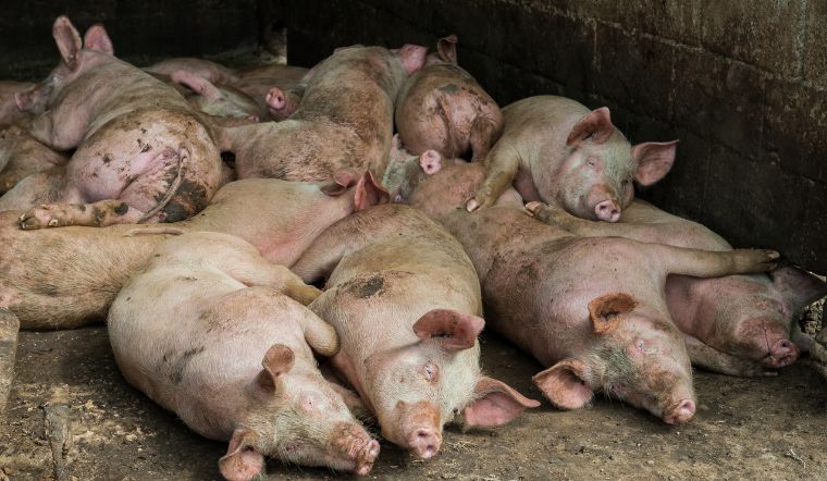 Giá heo hơi hôm nay 30/05: Tăng - giảm 1.000 đồng/kg