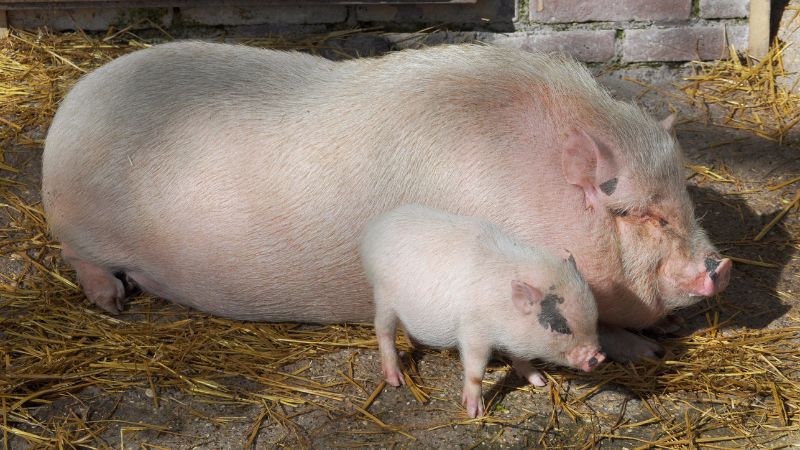 Giá heo hơi hôm nay 31/05 tại miền Bắc