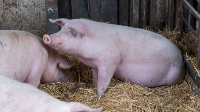 Giá heo hơi hôm nay 31/05 tại miền Trung, Tây Nguyên