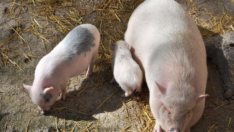 Giá heo hơi hôm nay 31/05 tại miền Nam