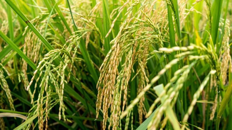 Giá lúa hôm nay 31/5