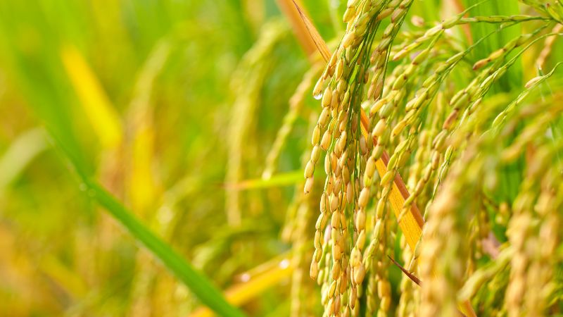 Giá gạo hôm nay 01/6 Giá gạo hôm nay 01/6