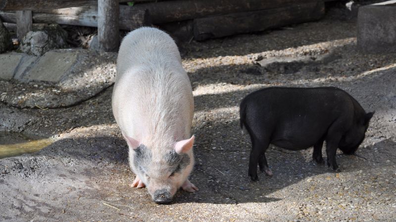 Giá heo hơi hôm nay 01/06 tại miền Bắc