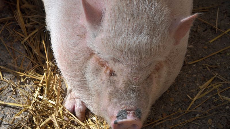 Giá heo hơi hôm nay 01/06 tại miền Trung, Tây Nguyên